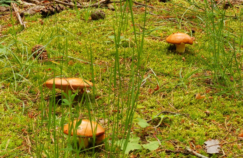 Passeggiata in pineta mista.